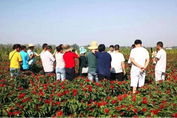 Haoguofeng has obvious effect on color change and yield incr